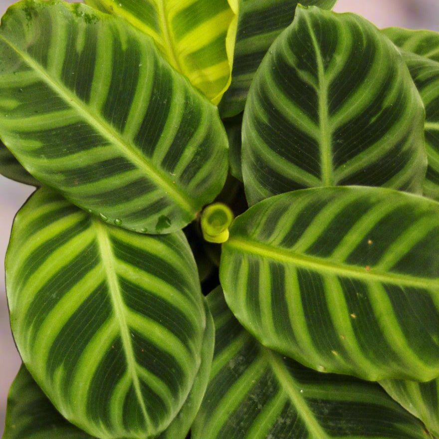 Calathea Zebrina 'Zebra Plant' - Ed's Plant Shop