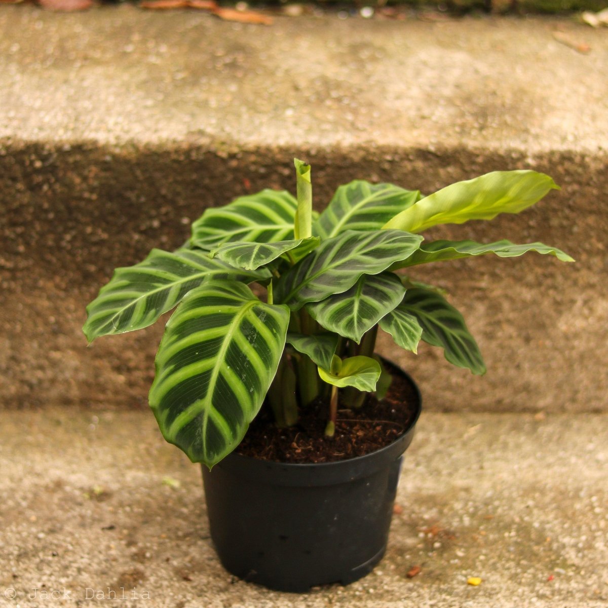 Calathea Zebrina 'Zebra Plant' - Ed's Plant Shop