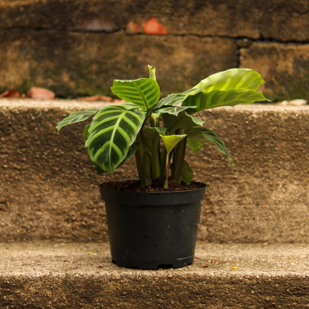 Calathea Zebrina 'Zebra Plant' - Ed's Plant Shop