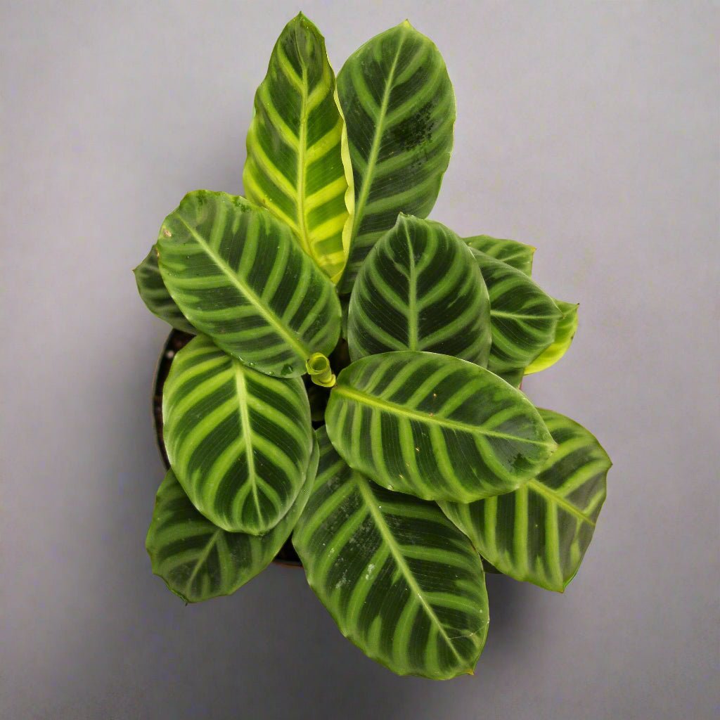 Calathea Zebrina 'Zebra Plant' - Ed's Plant Shop