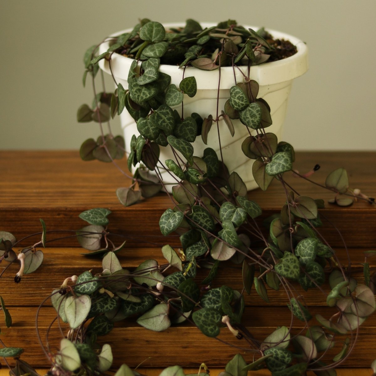 Ceropegia Woodii - String of Hearts - Ed's Plant Shop