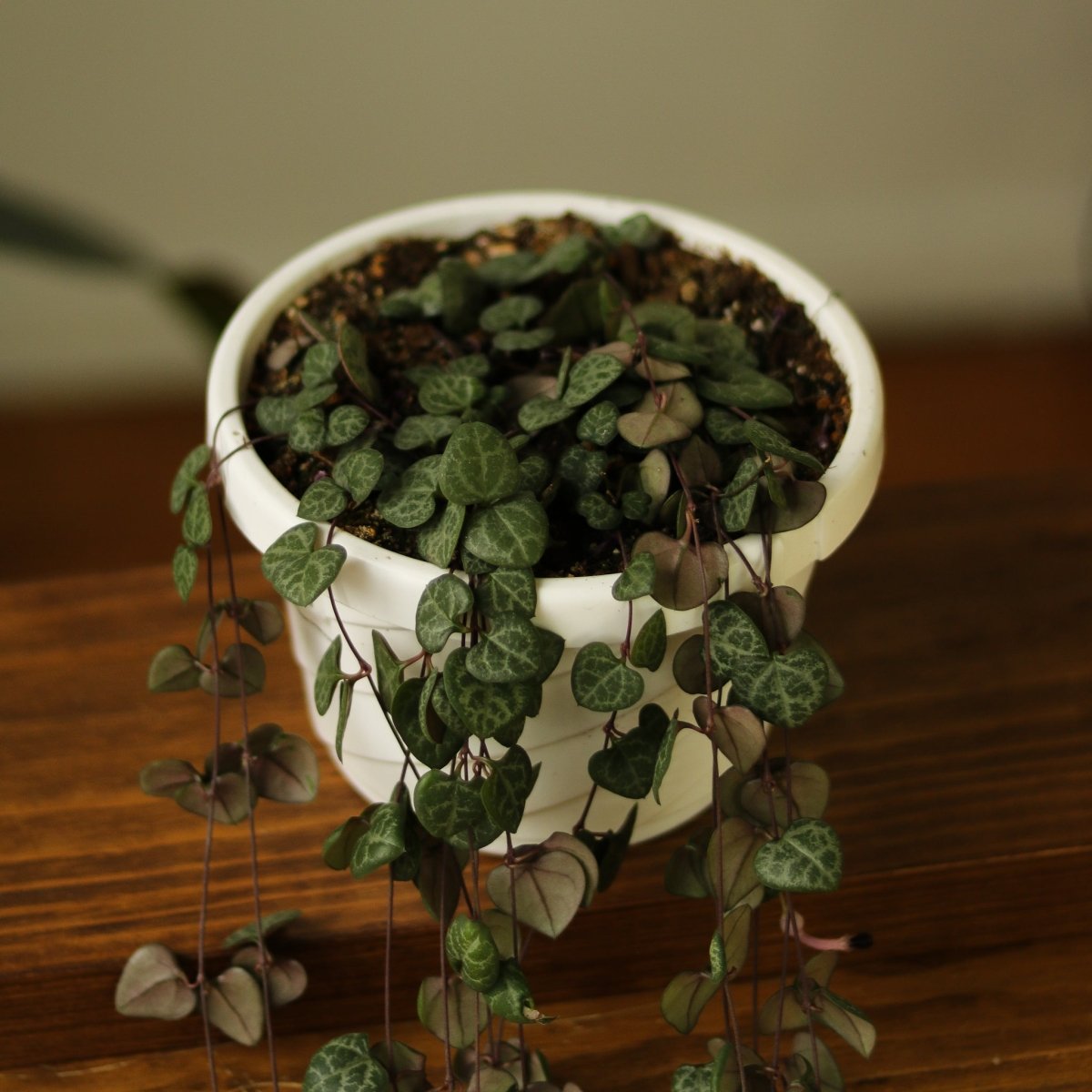 Ceropegia Woodii - String of Hearts - Ed's Plant Shop