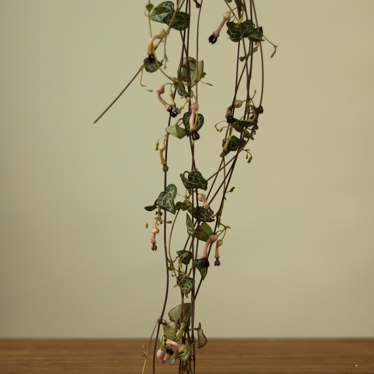 Ceropegia Woodii - String of Hearts - Ed's Plant Shop