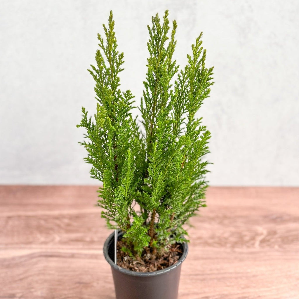 Chamaecyparis Lawsoniana ‘Elwoodii’ - False Cypress - Ed's Plant Shop