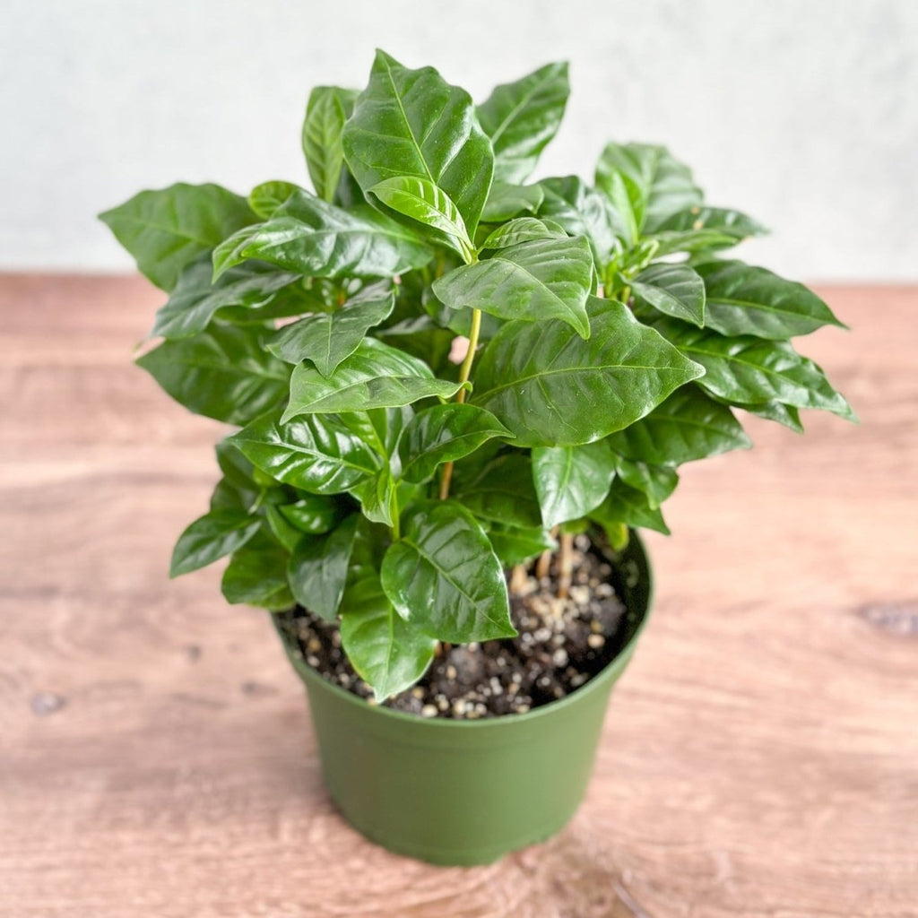 Coffea Arabica - ‘Coffee Plant’ - Ed's Plant Shop