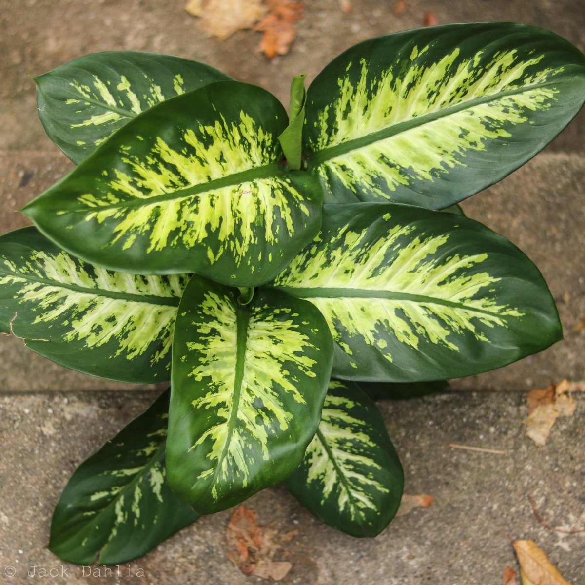 Dieffenbachia 'Dumb Cane' - Ed's Plant Shop