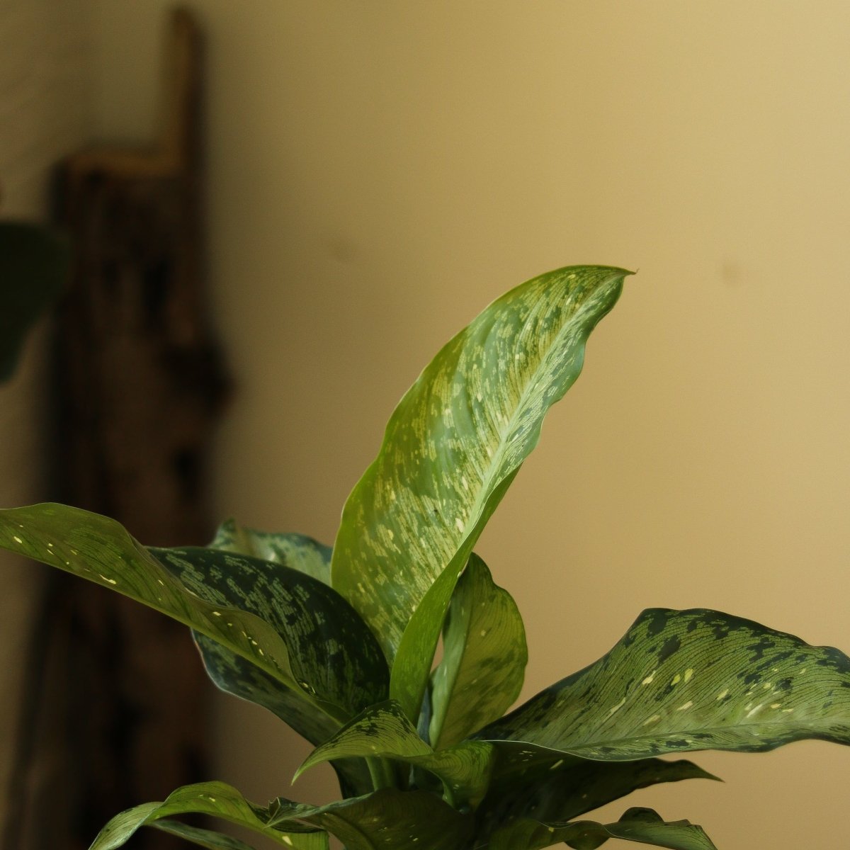 Dieffenbachia Maculata ‘White Etna’ - Ed's Plant Shop