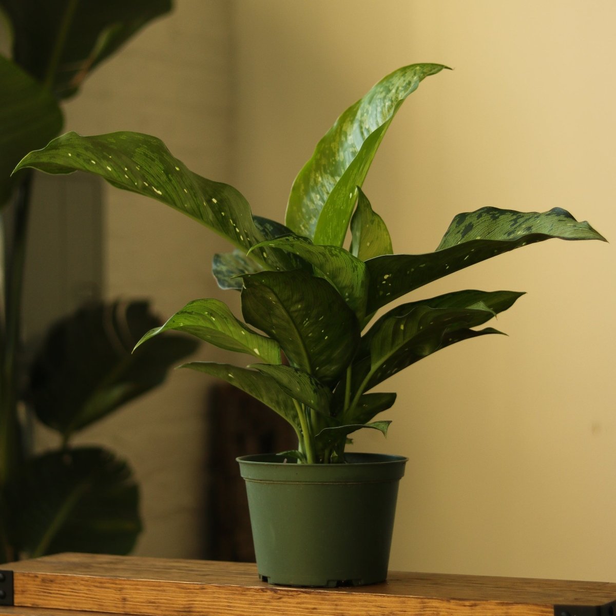 Dieffenbachia Maculata ‘White Etna’ - Ed's Plant Shop