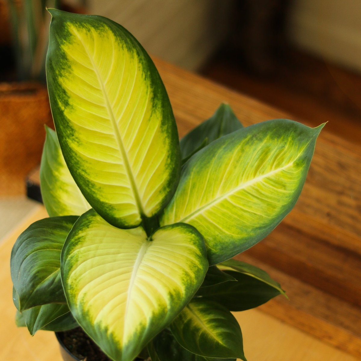 Dieffenbachia - ‘Tropic Marianne’ - Ed's Plant Shop