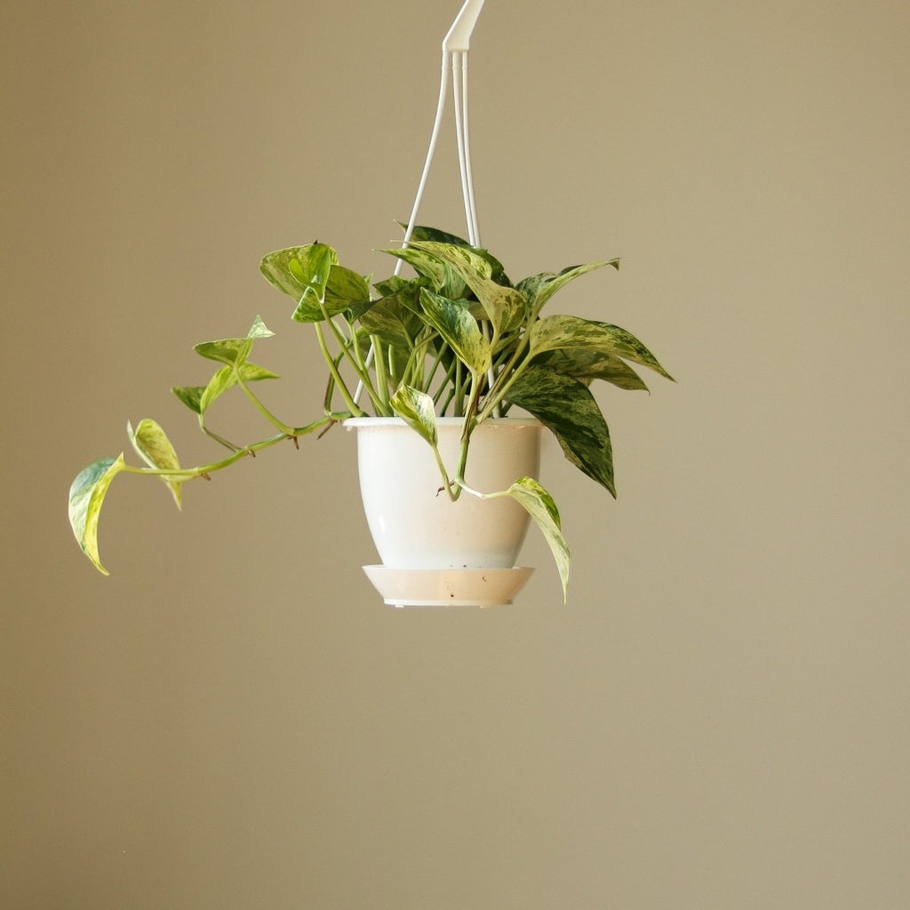 Epipremnum Aureum 'Marble Queen' Pothos Hanging Basket - Ed's Plant Shop