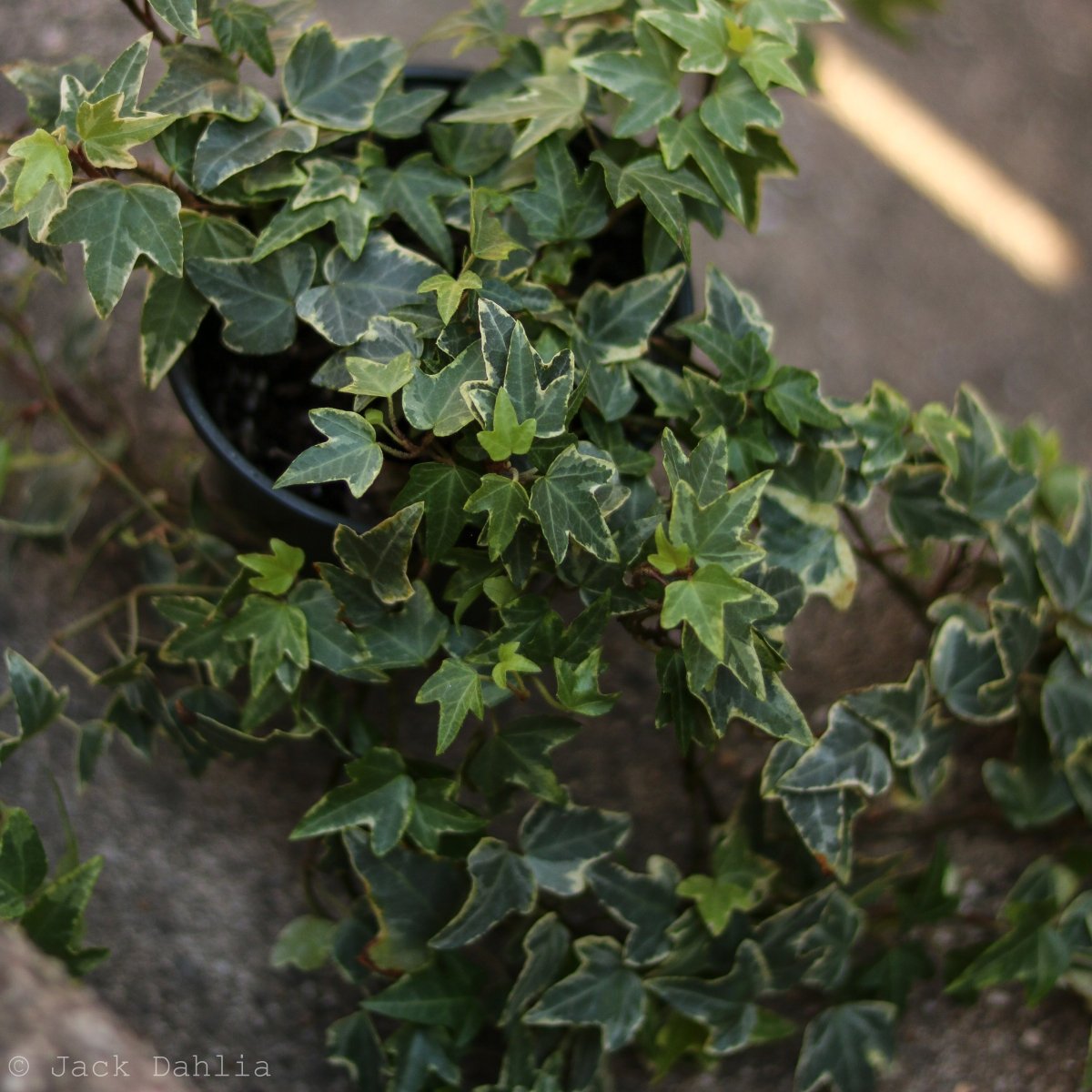 Hedera Helix Variegata ‘Variegated English Ivy’ - Ed's Plant Shop