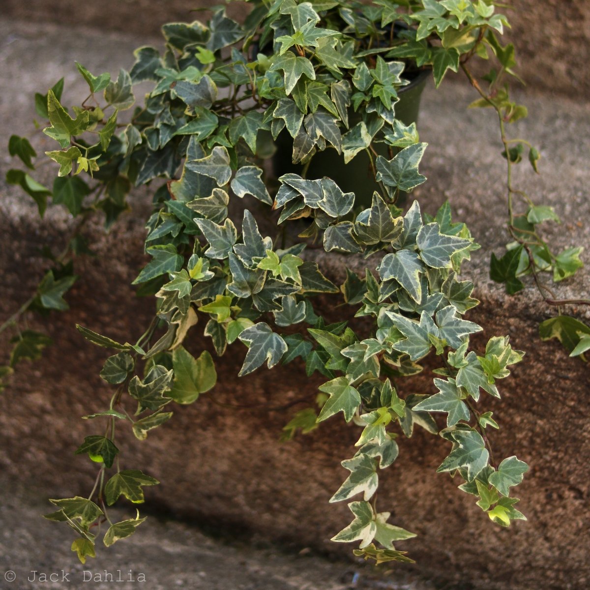 Hedera Helix Variegata ‘Variegated English Ivy’ - Ed's Plant Shop