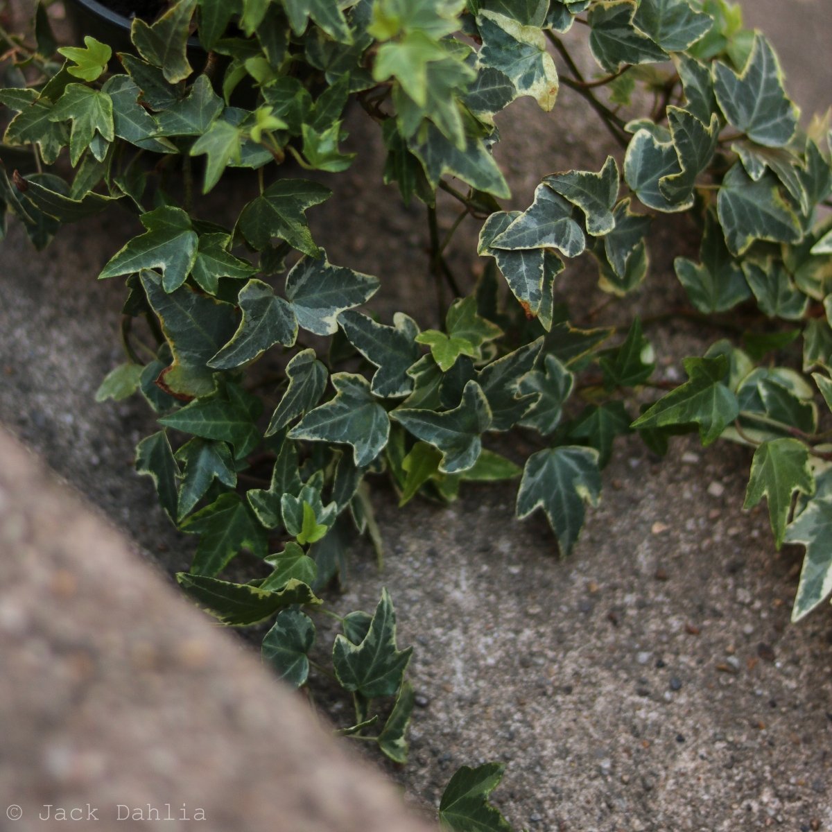 Hedera Helix Variegata ‘Variegated English Ivy’ - Ed's Plant Shop