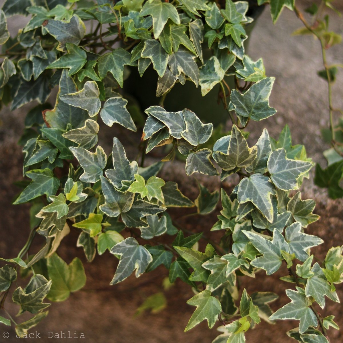 Hedera Helix Variegata ‘Variegated English Ivy’ - Ed's Plant Shop