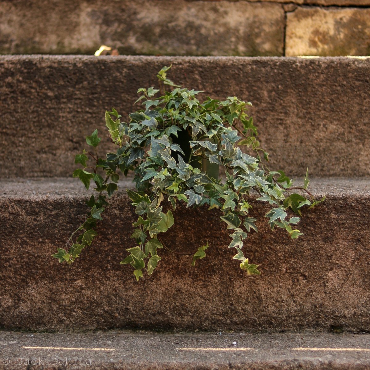 Hedera Helix Variegata ‘Variegated English Ivy’ - Ed's Plant Shop