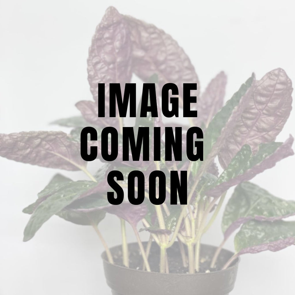 Hemigraphis alternata - Purple Waffle Plant - Ed's Plant Shop