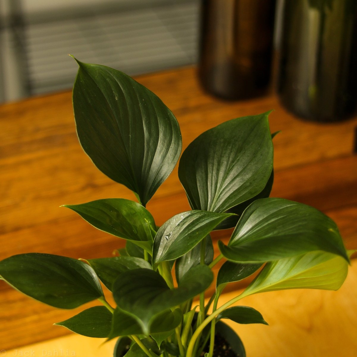 Homalomena ‘Emerald Gem’ - Ed's Plant Shop