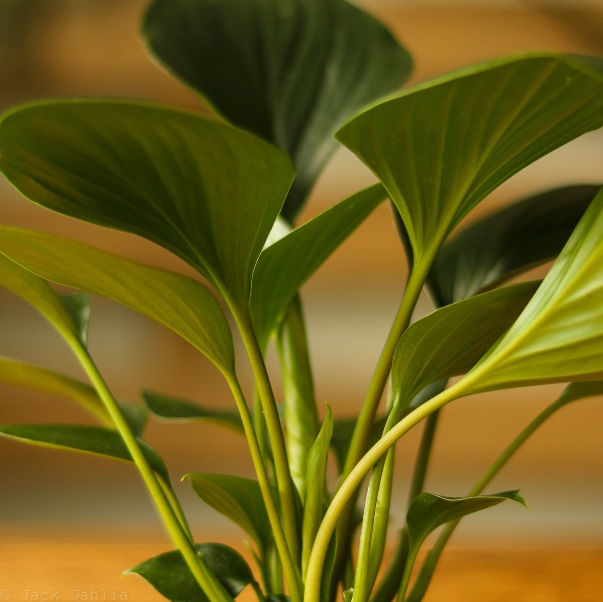 Homalomena ‘Emerald Gem’ - Ed's Plant Shop