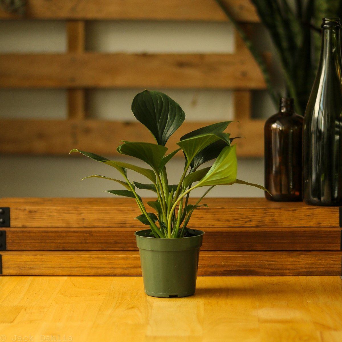 Homalomena ‘Emerald Gem’ - Ed's Plant Shop