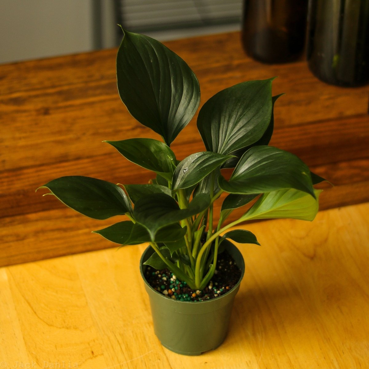 Homalomena ‘Emerald Gem’ - Ed's Plant Shop