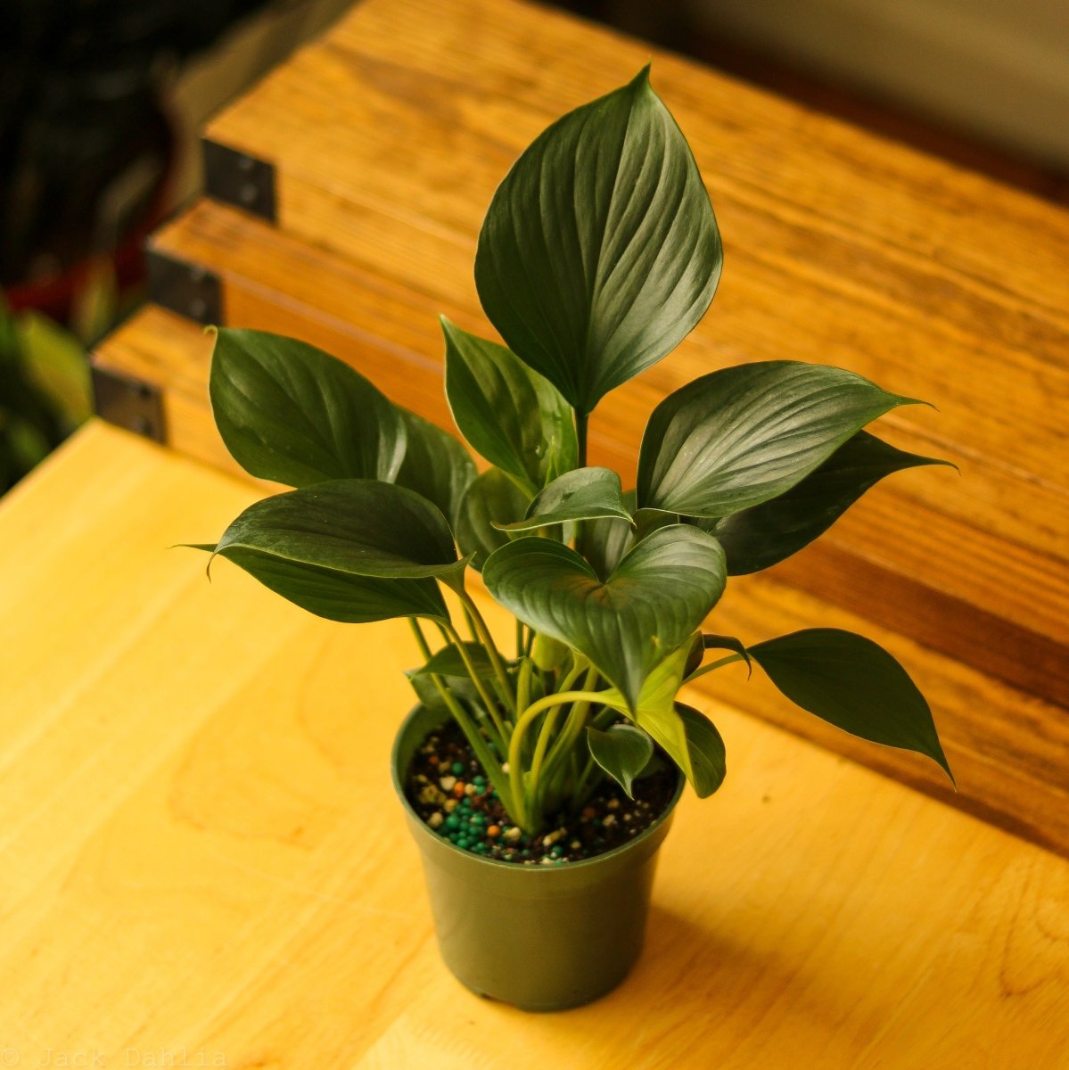 Homalomena ‘Emerald Gem’ - Ed's Plant Shop