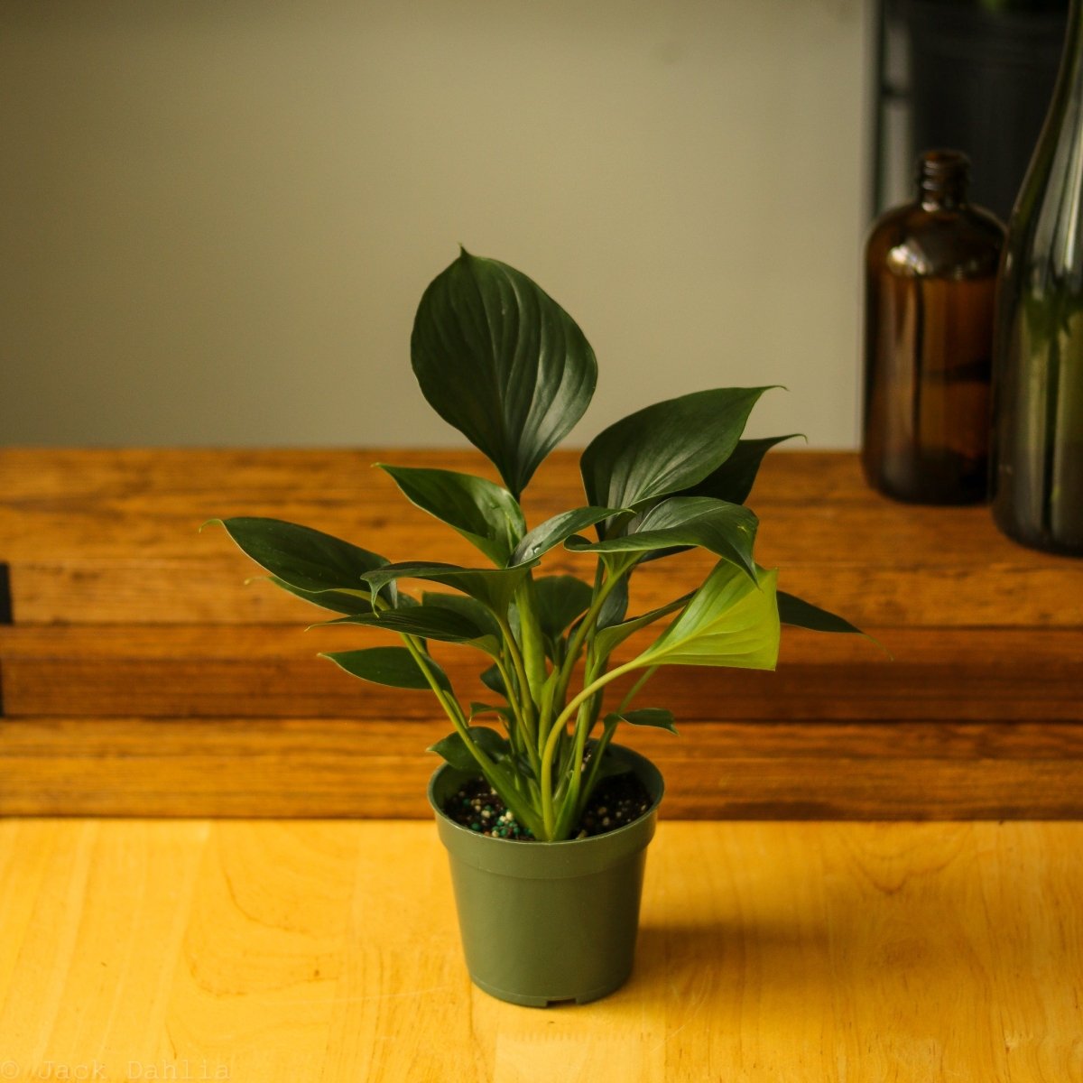 Homalomena ‘Emerald Gem’ - Ed's Plant Shop