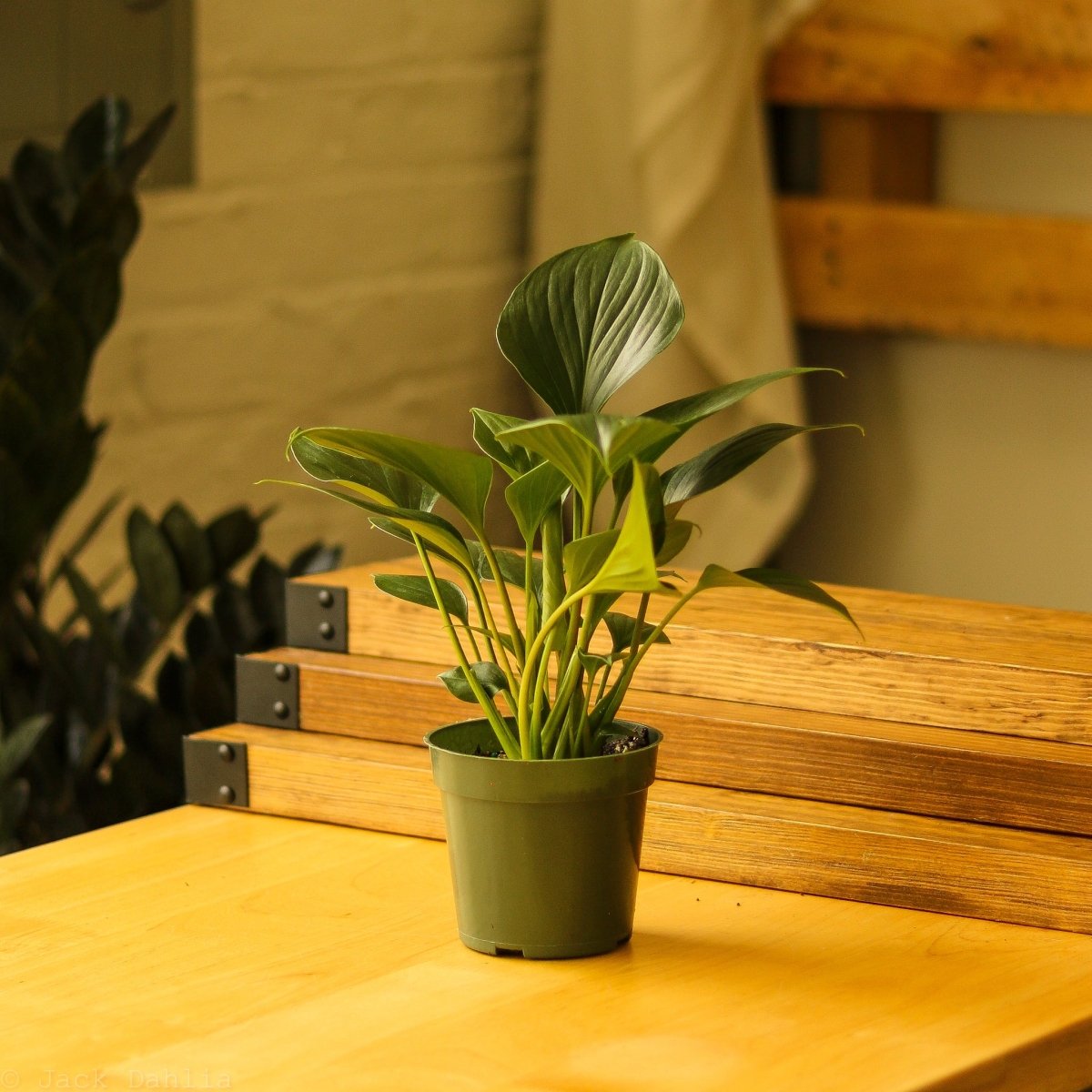 Homalomena ‘Emerald Gem’ - Ed's Plant Shop