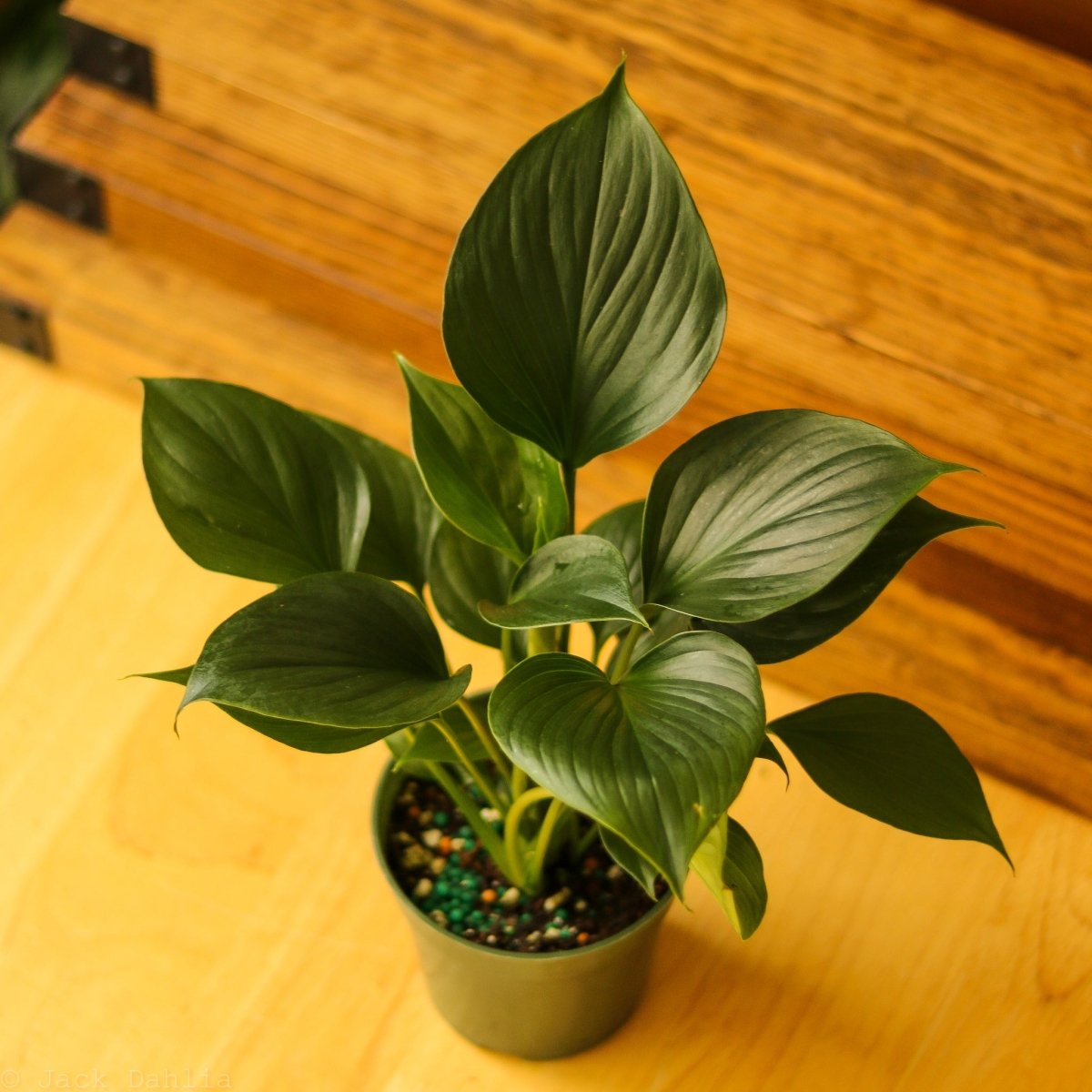 Homalomena ‘Emerald Gem’ - Ed's Plant Shop