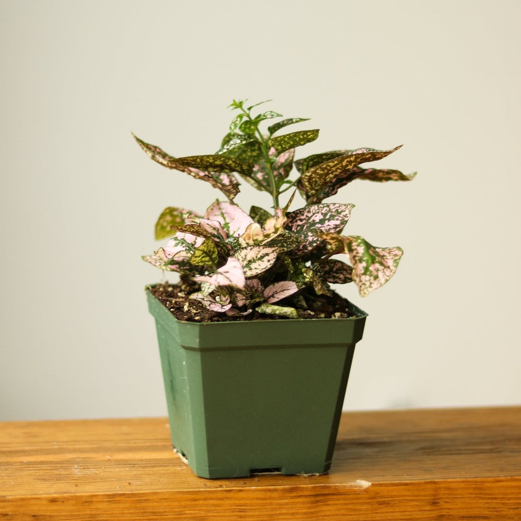 Hypoestes Phyllostachya 'Polka Dot Plant' - Ed's Plant Shop