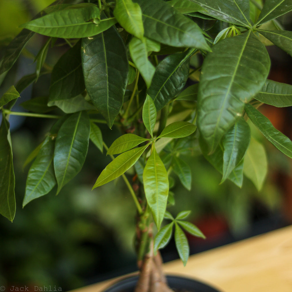Pachira Aquatica 'Money Tree' - Ed's Plant Shop