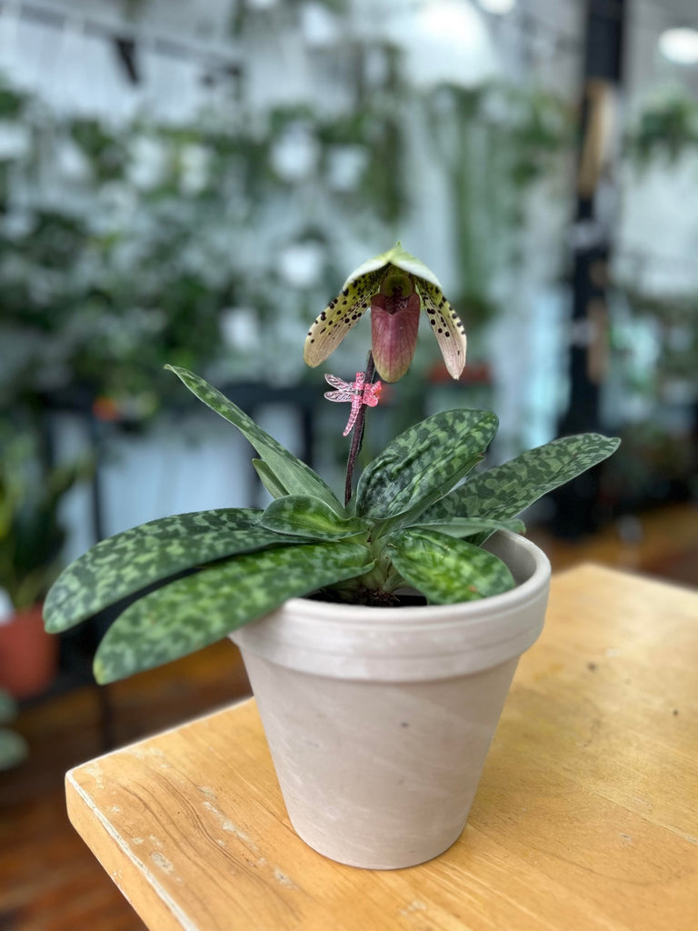 Paphiopedilum montera 'Vogue' - Slipper Orchid - Ed's Plant Shop