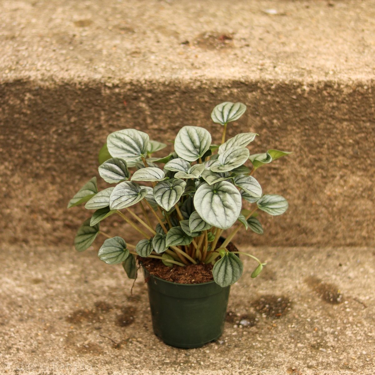 Peperomia Frost 4 inch nursery pot