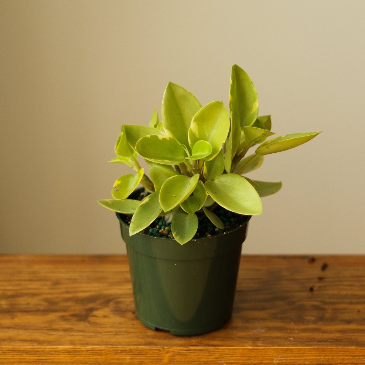 Peperomia orba var. ‘Pixie Lime' - Ed's Plant Shop