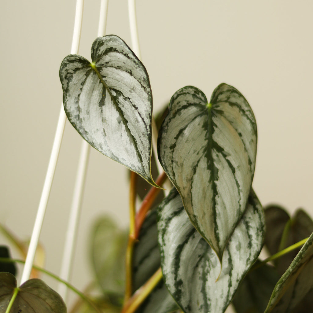 Philodendron Brandtianum 'Silver Leaf Philodendron' - Ed's Plant Shop