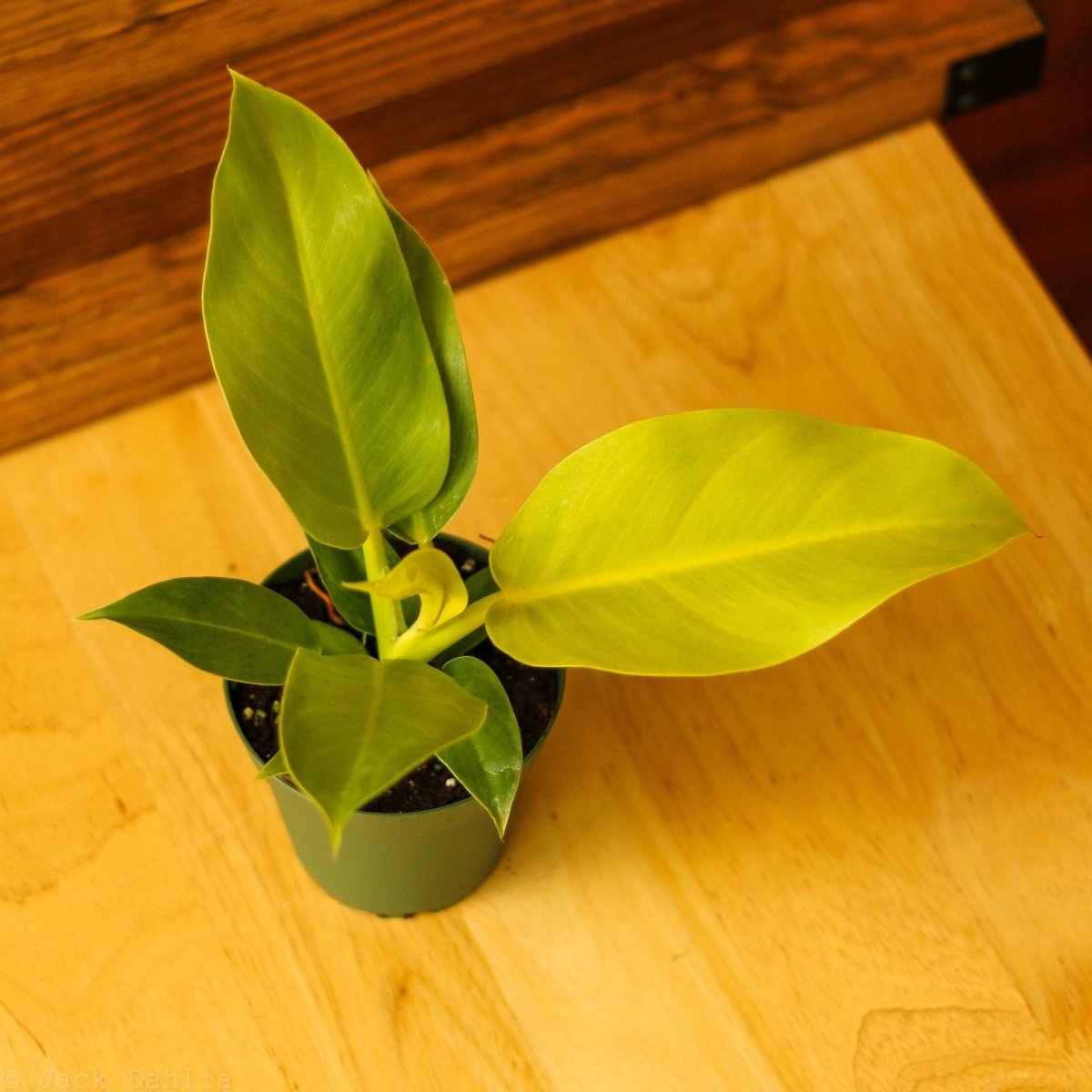 Philodendron 'Moonlight' - Ed's Plant Shop