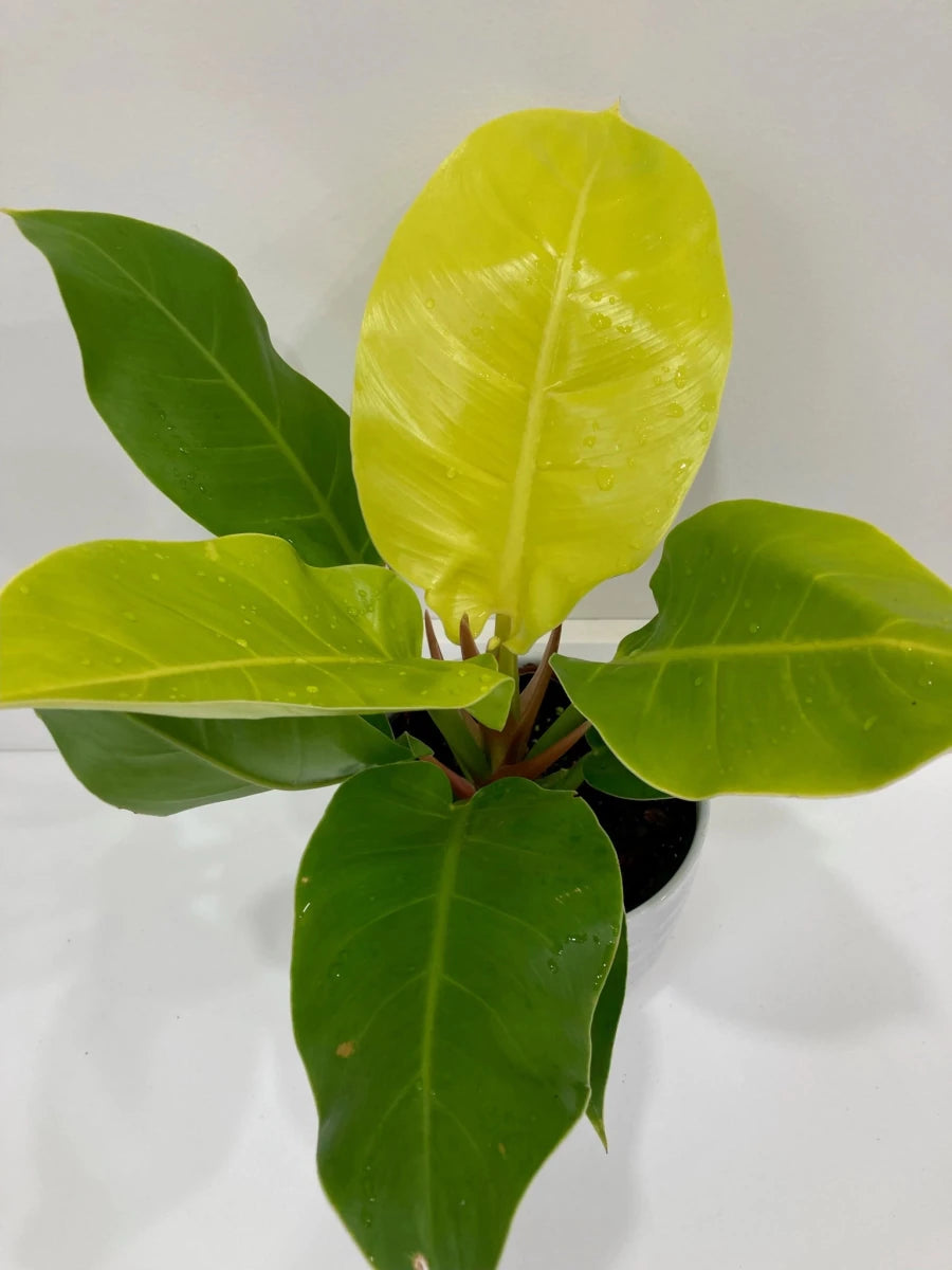 Philodendron 'Moonlight' - Ed's Plant Shop