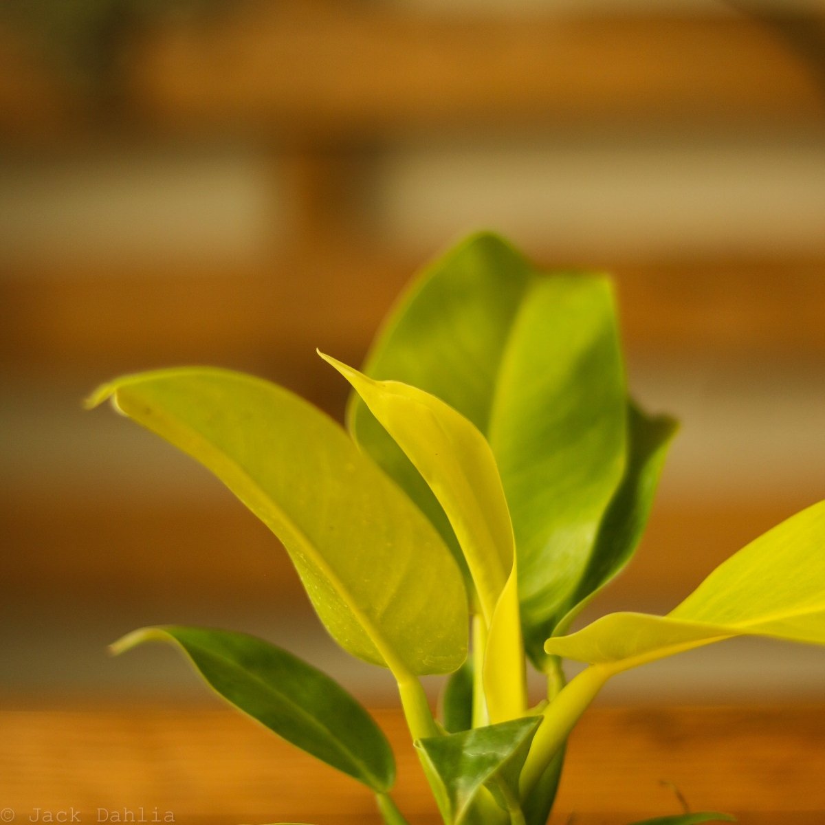 Philodendron 'Moonlight' - Ed's Plant Shop