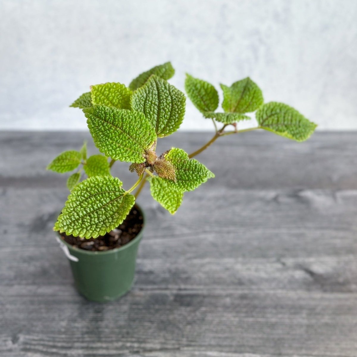 Pilea 'Moon Valley' - Moon Valley - Ed's Plant Shop