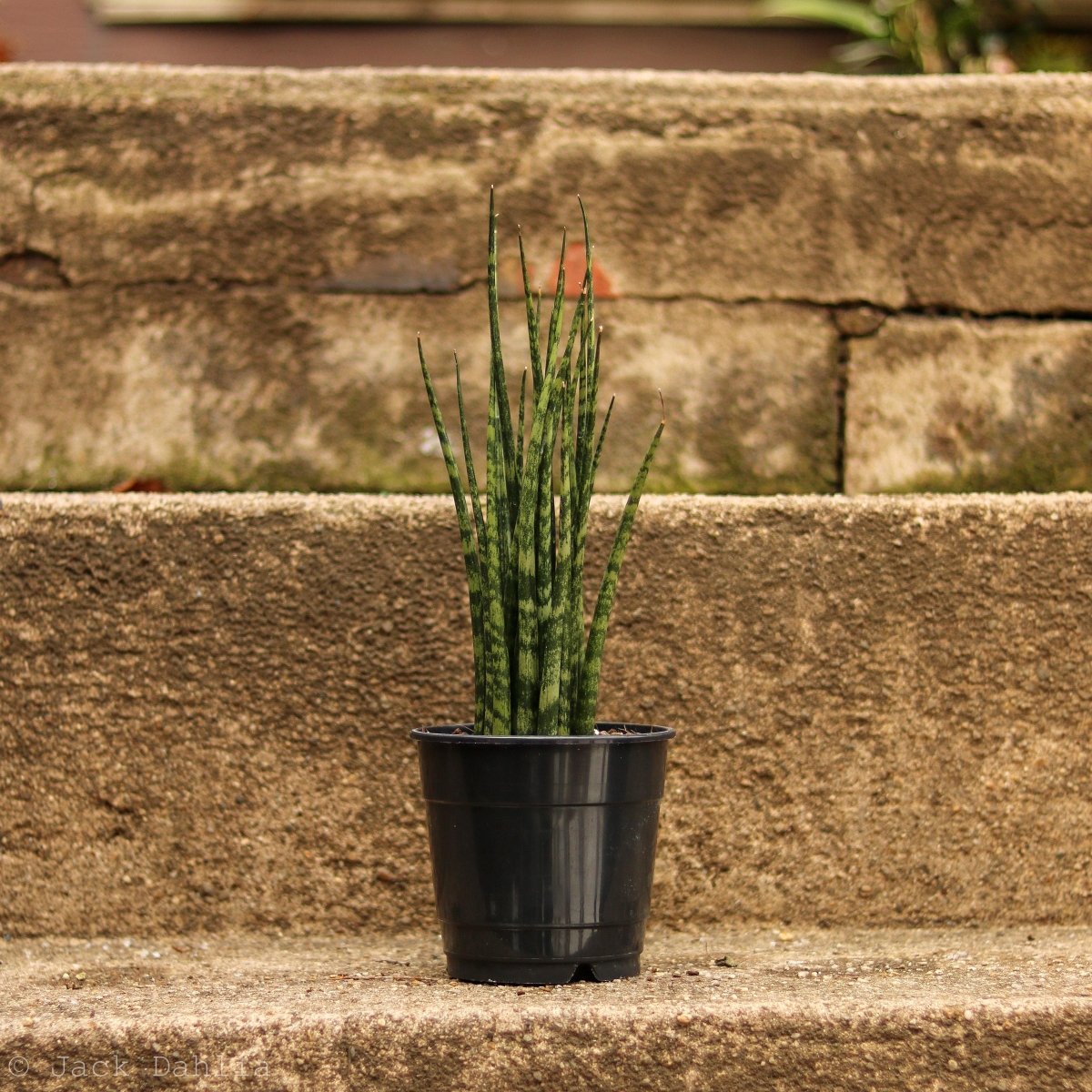 Sansevieria Fernwood 'Mikado' - Ed's Plant Shop
