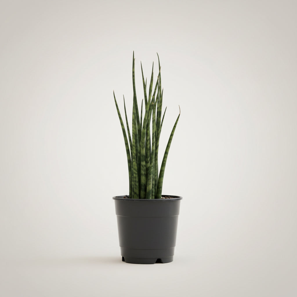 Sansevieria Fernwood 'Mikado' Snake Plant 6-inch nursery Pot