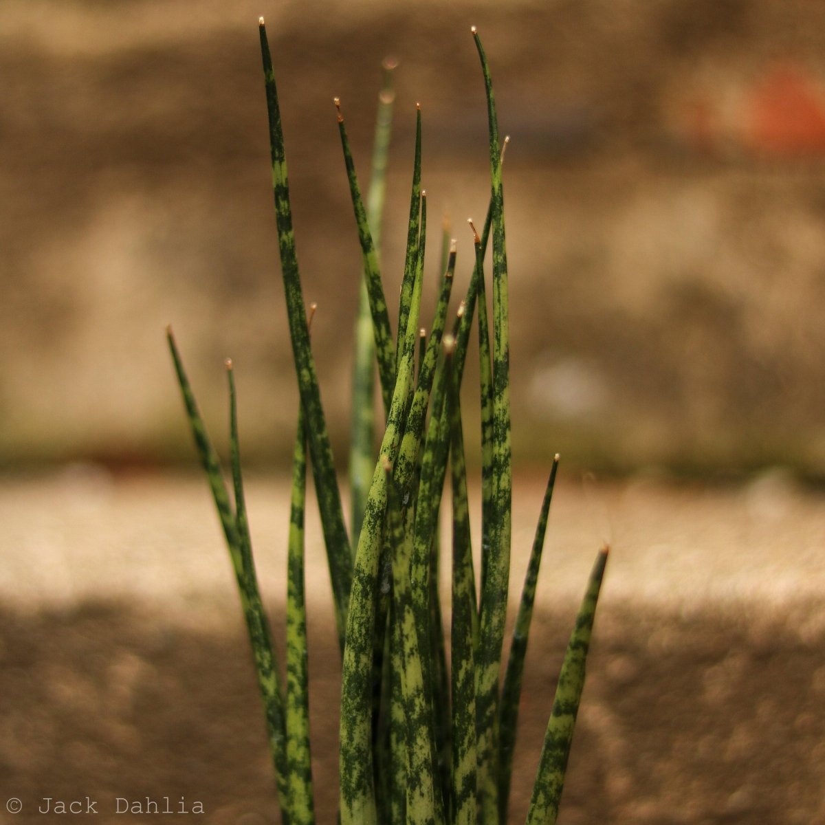Sansevieria Fernwood 'Mikado' - Ed's Plant Shop