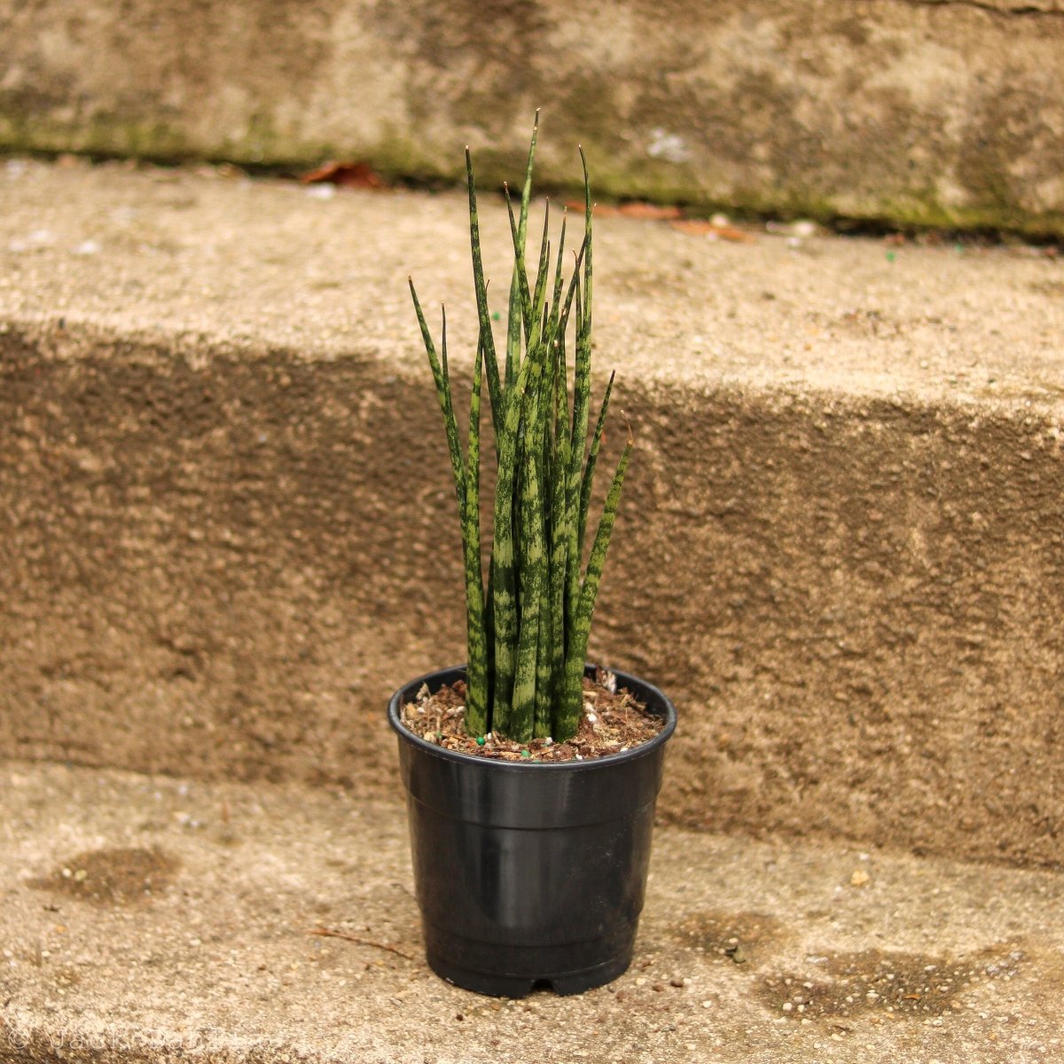 Sansevieria Fernwood 'Mikado' - Ed's Plant Shop