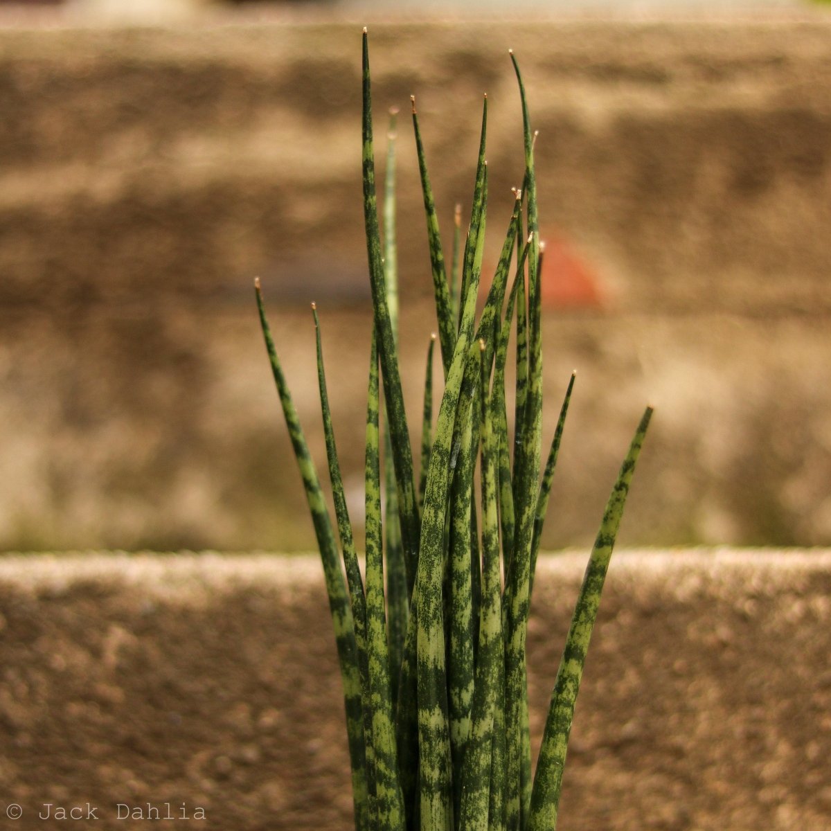 Sansevieria Fernwood 'Mikado' - Ed's Plant Shop