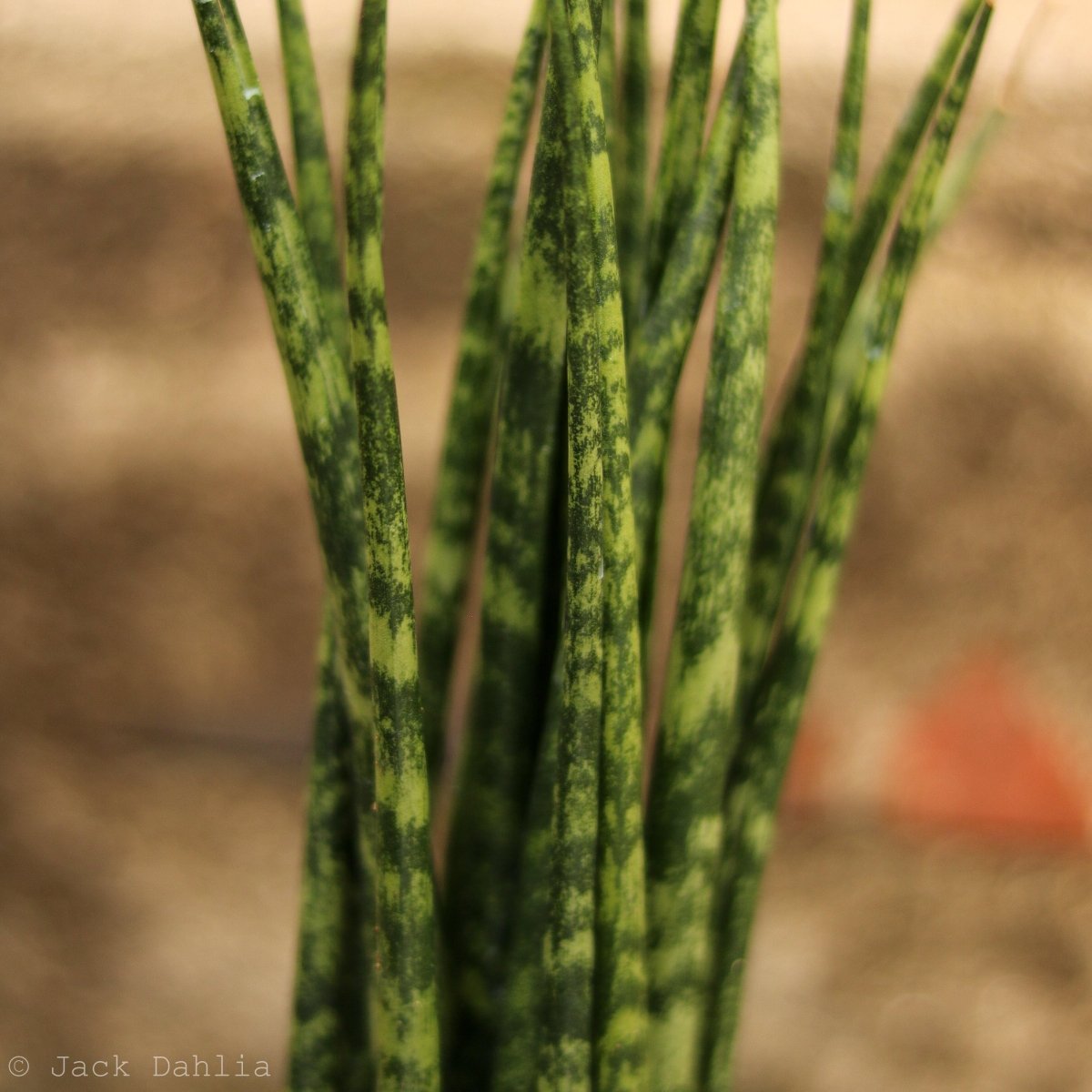 Sansevieria Fernwood 'Mikado' - Ed's Plant Shop