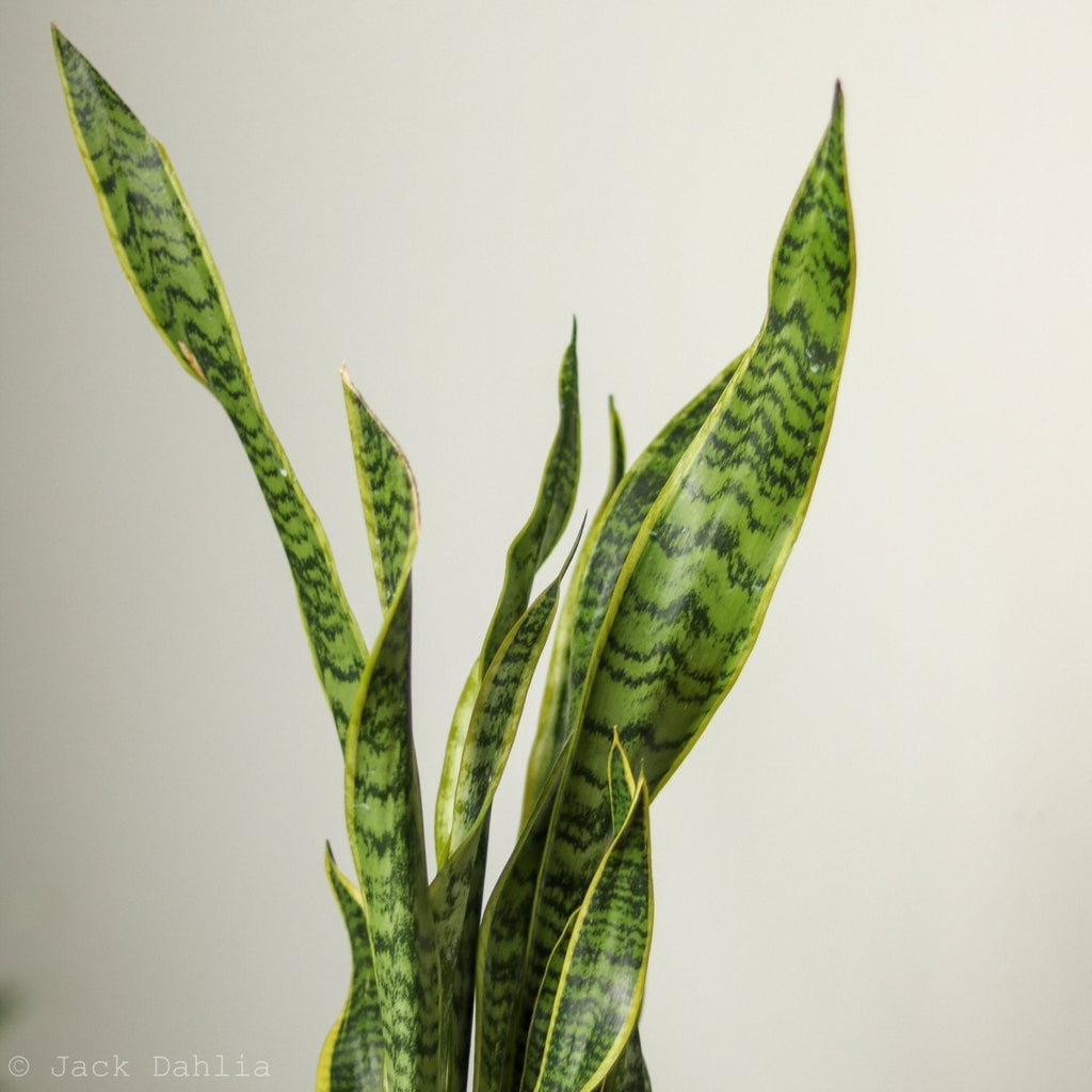 Sansevieria Trifasciata ‘Laurentii’ - 8" Snake Plant - Ed's Plant Shop