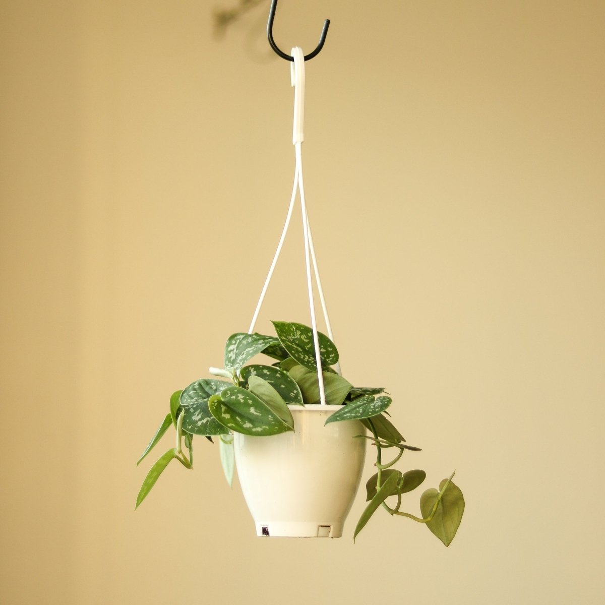 Scindapsus Pictus Argyraeus 'Satin Pothos' Hanging Basket - Ed's Plant Shop