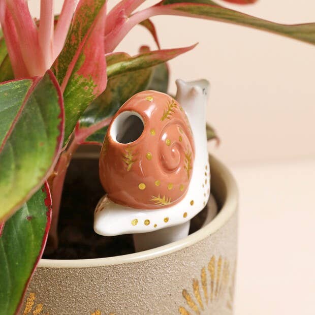 Snail Plant Watering Spike - Ed's Plant Shop