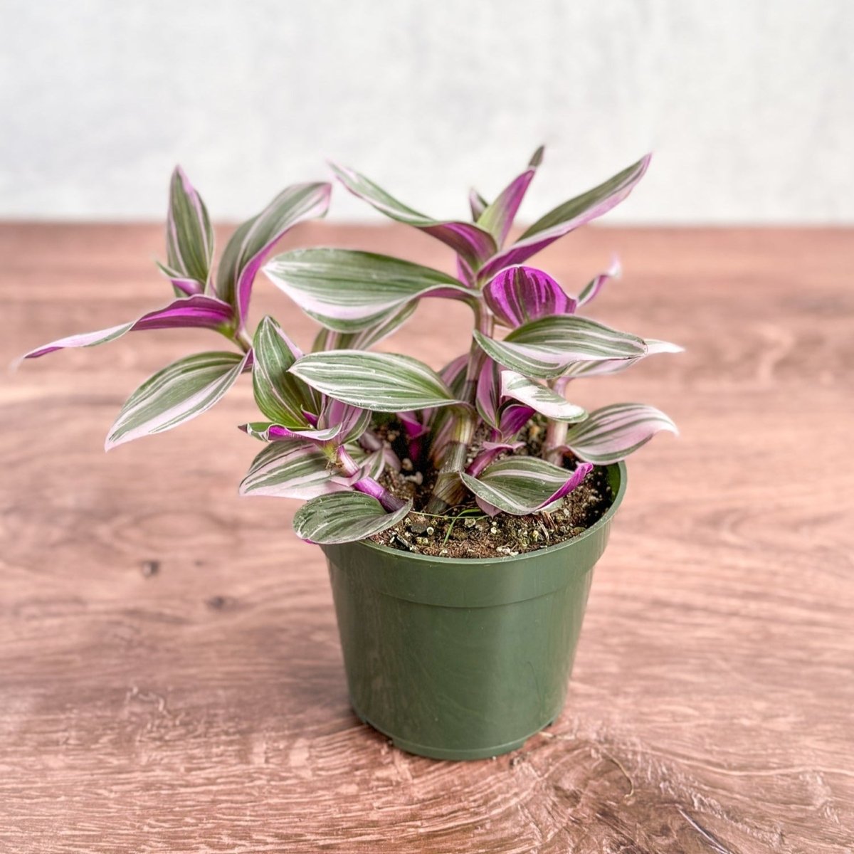 Tradescantia Nanouk trailing houseplant in nursery pot on wooden table