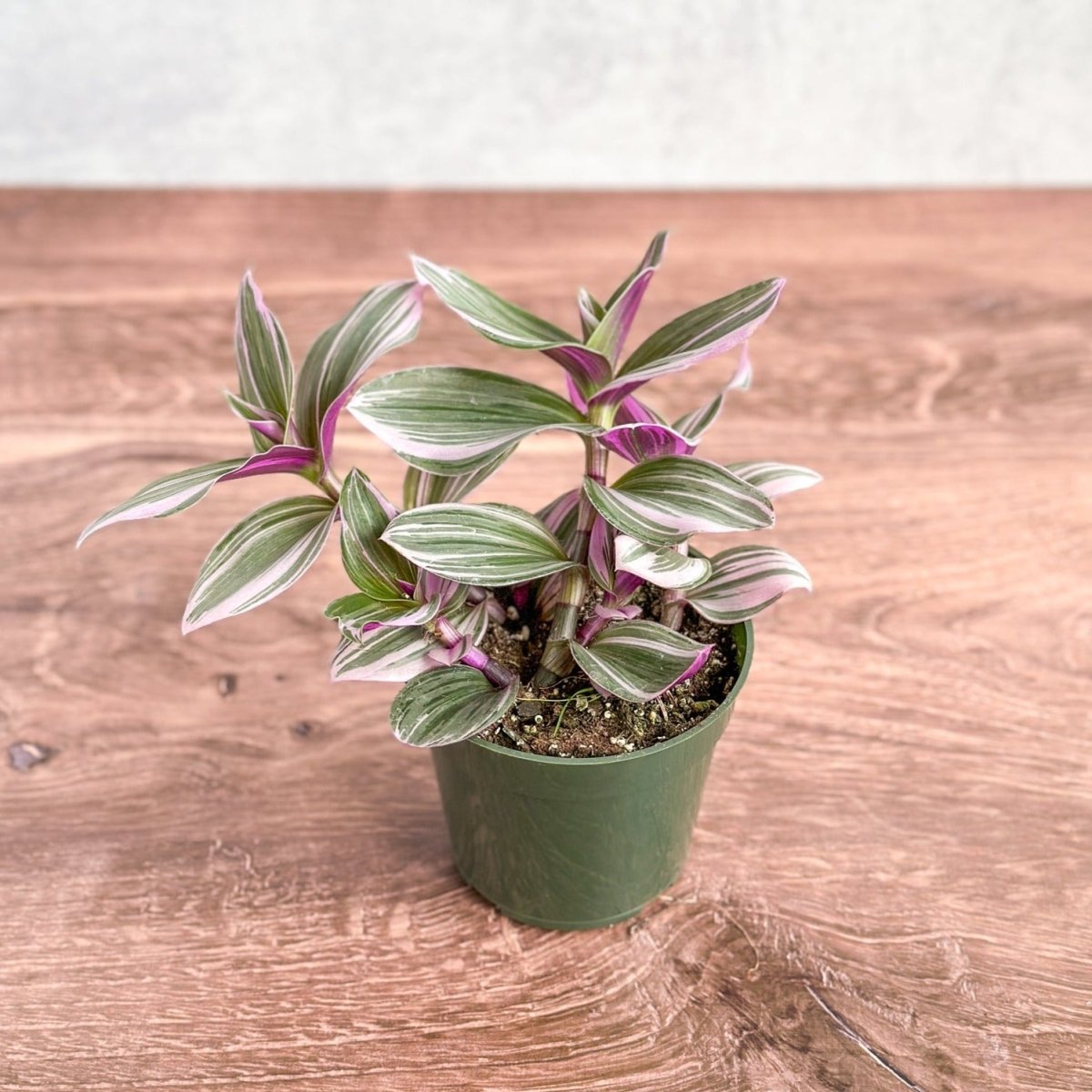Tradescantia Blossfeldiana cerinthoides variegata "Bubblegum"/“Lilac” - Ed's Plant Shop