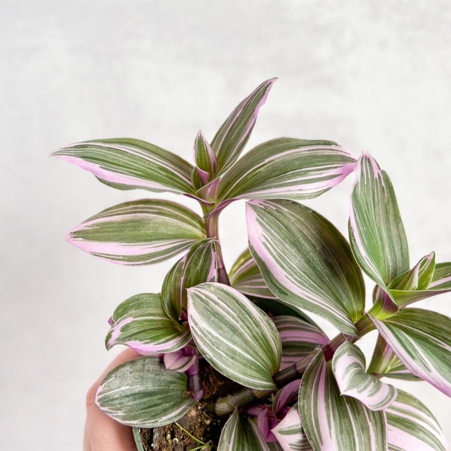 Tradescantia Blossfeldiana cerinthoides variegata "Bubblegum"/“Lilac” - Ed's Plant Shop